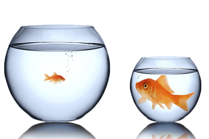 Goldfish in a big bowl and a small bowl