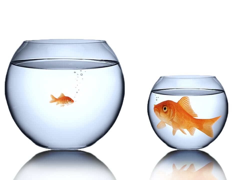 Goldfish in a big bowl and a small bowl